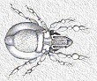 Damoeus monilipes
