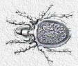 Notaspis lacustris