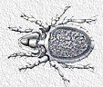 Notaspis lacustris