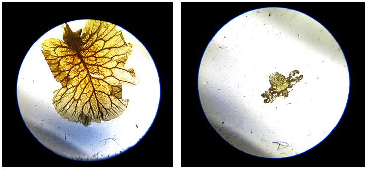 Cuff's New Constructed Double Microscope