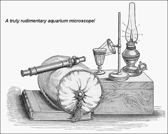 rudimentary aquarium microscope